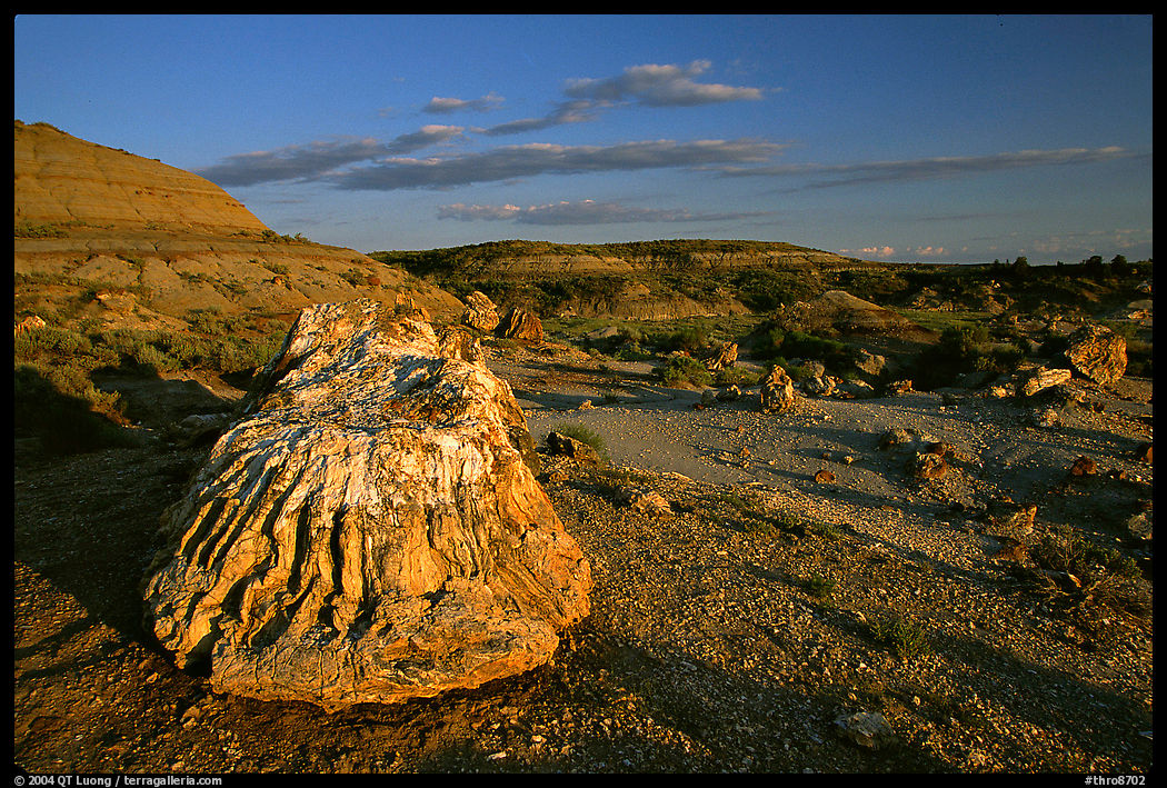Big Petrified stump and badlands, late afternoon. Theodore Roosevelt  National Park