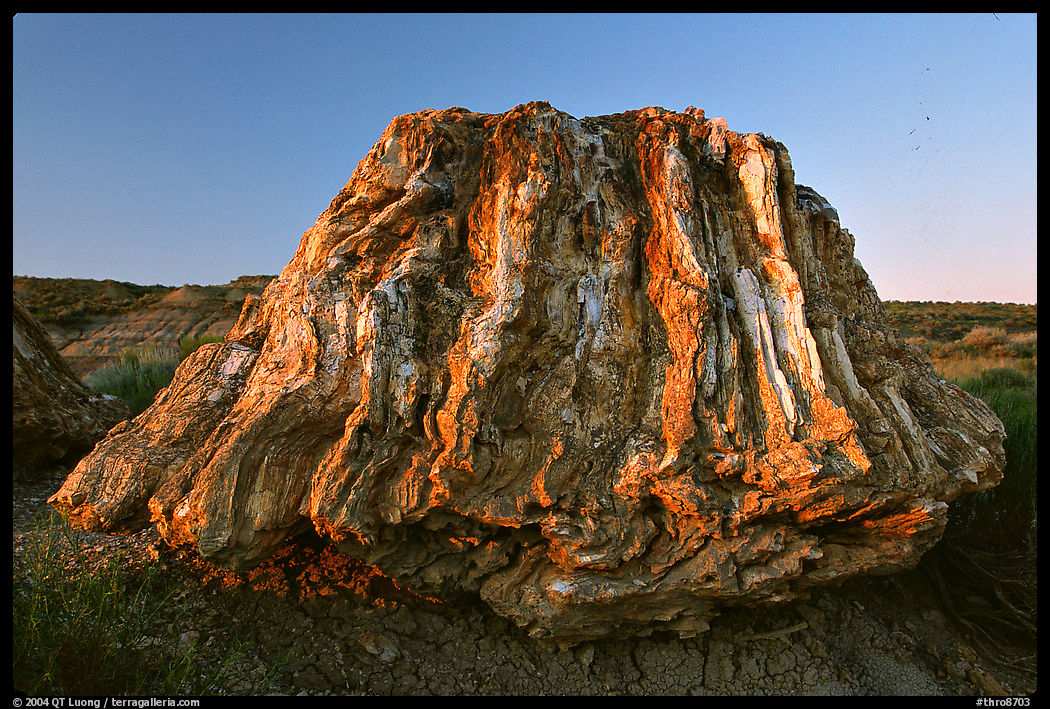 Petrified stump of ancient sequoia tree, late afternoon. Theodore Roosevelt  National Park, North Dakota, USA.