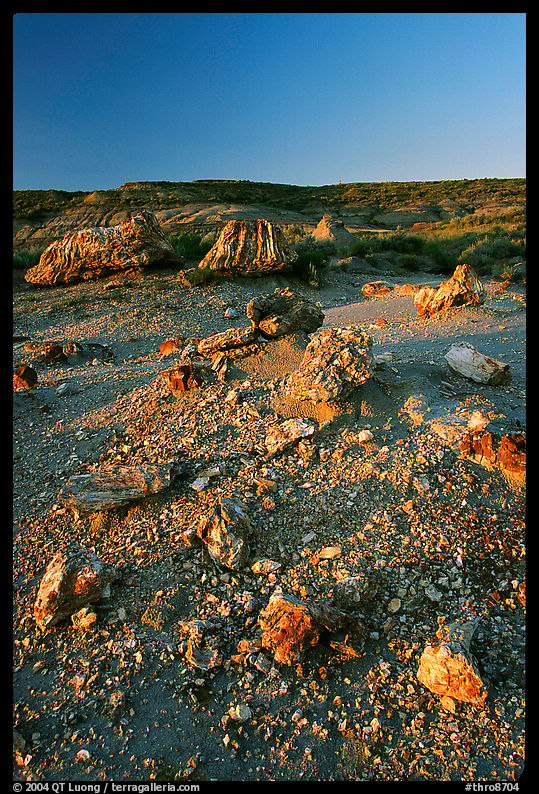 Pieces of petrified wood scattered, sunset. Theodore Roosevelt  National Park, North Dakota, USA.
