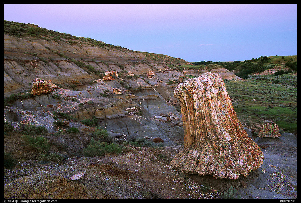 Big petrified sequoia stumps, dusk. Theodore Roosevelt  National Park, North Dakota, USA.