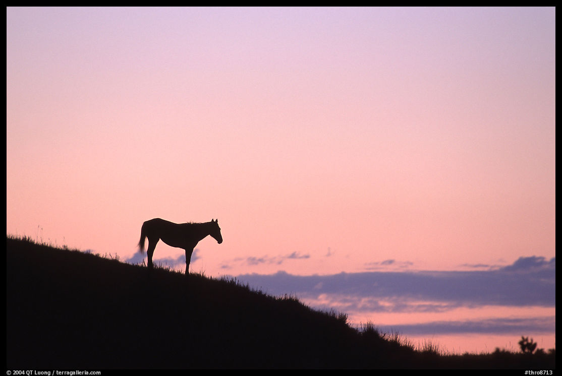 Wild horse silhouetted at sunset, South Unit. Theodore Roosevelt  National Park