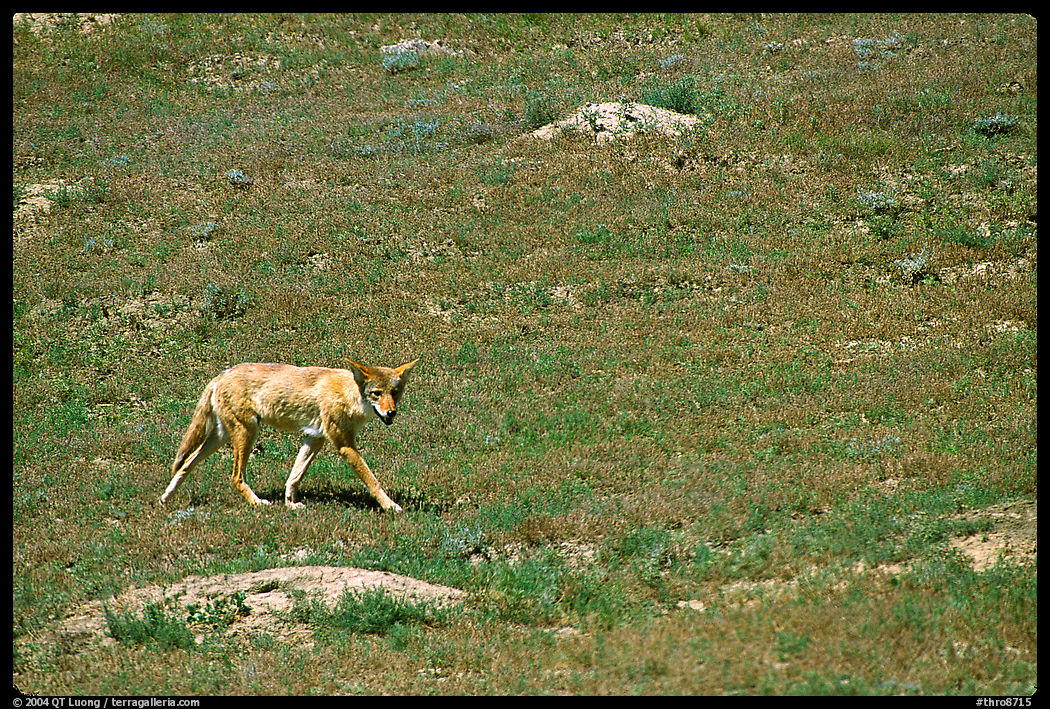 Coyote roaming in  prairie dog town, South Unit. Theodore Roosevelt  National Park, North Dakota, USA.