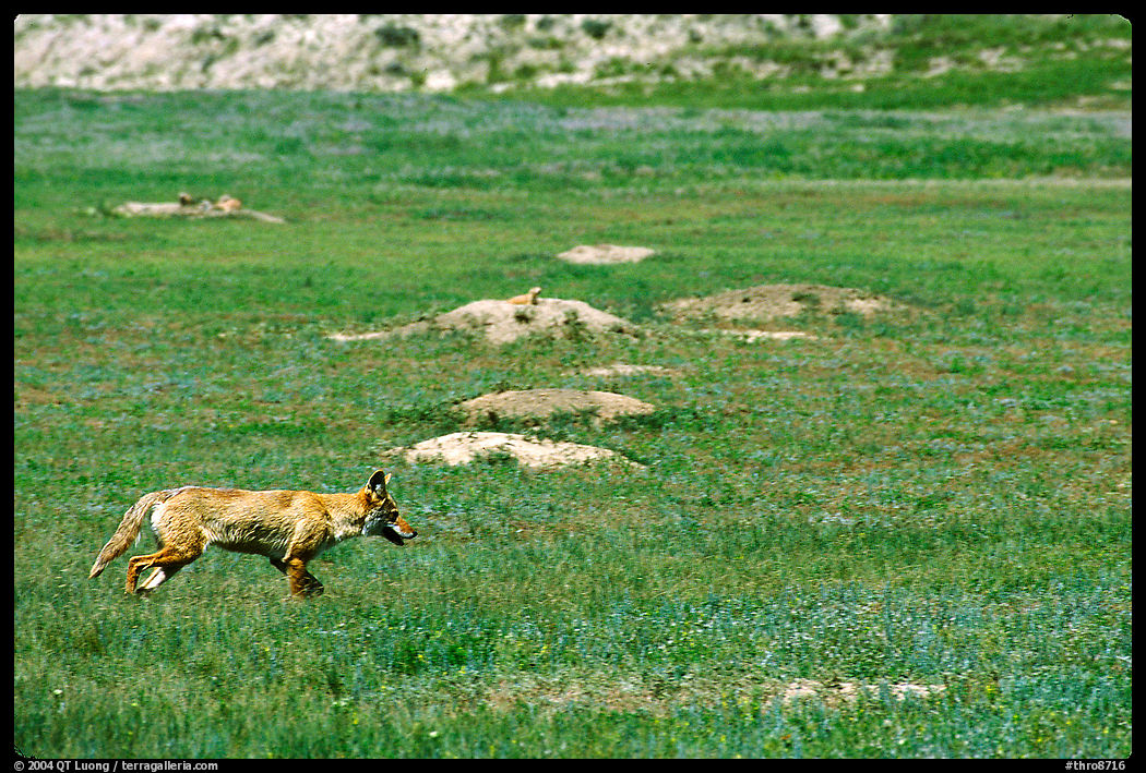 Coyote and  prairie dog burrows, South Unit. Theodore Roosevelt  National Park, North Dakota, USA.