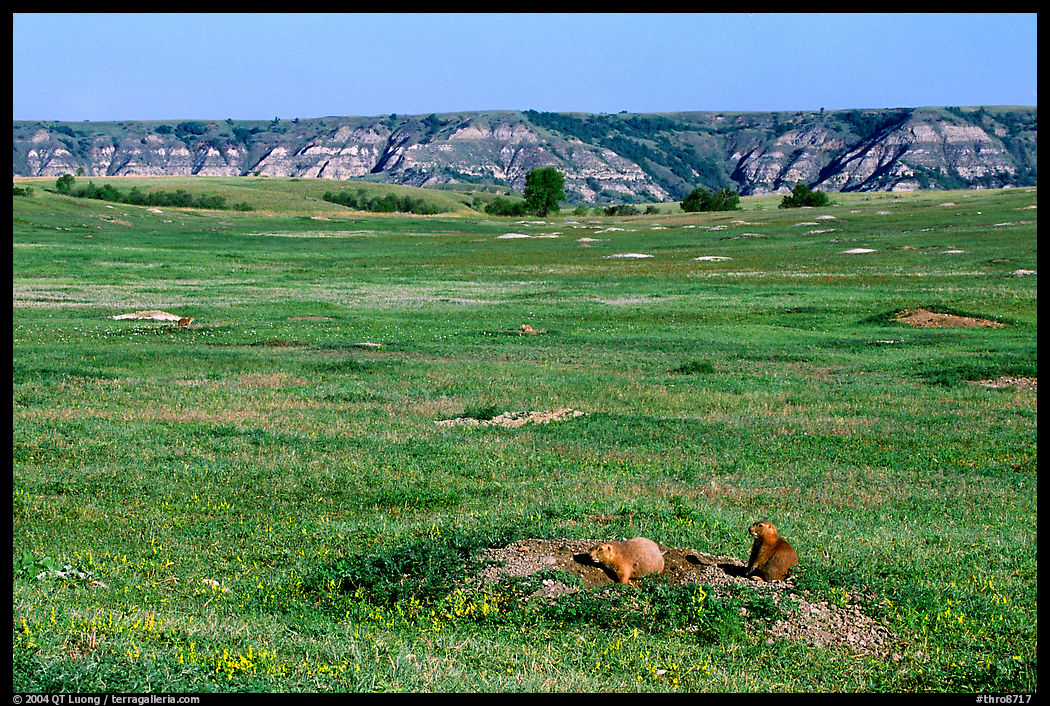 Prairie Dog town, South Unit. Theodore Roosevelt  National Park, North Dakota, USA.