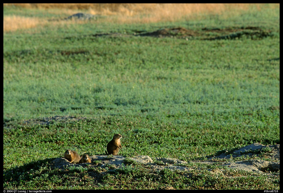 Prairie Dogs look out cautiously, South Unit. Theodore Roosevelt  National Park, North Dakota, USA.
