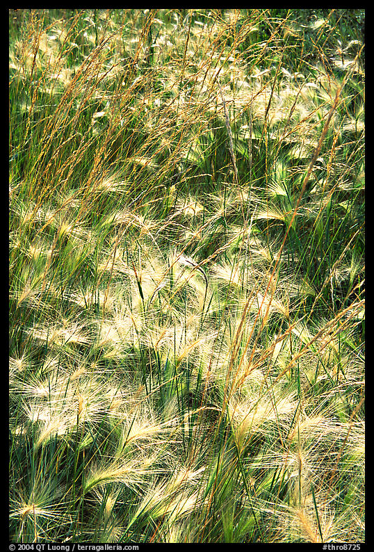 Barley grasses. Theodore Roosevelt  National Park, North Dakota, USA.