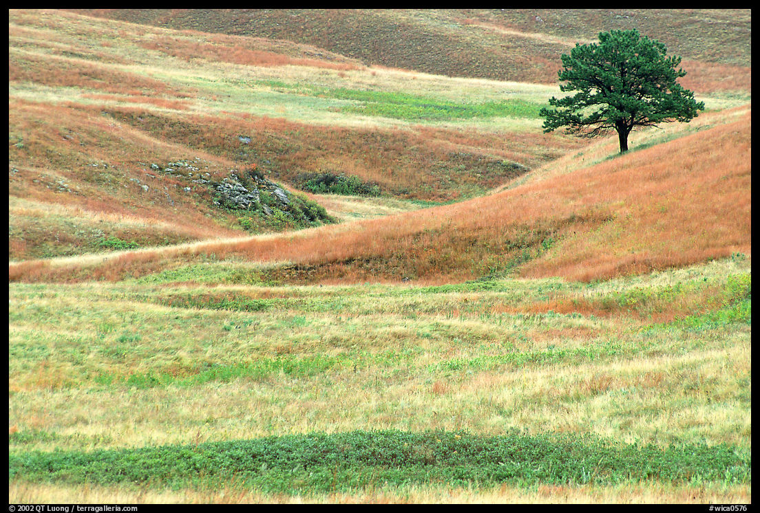 Grassy hills and tree. Wind Cave  National Park, South Dakota, USA.
