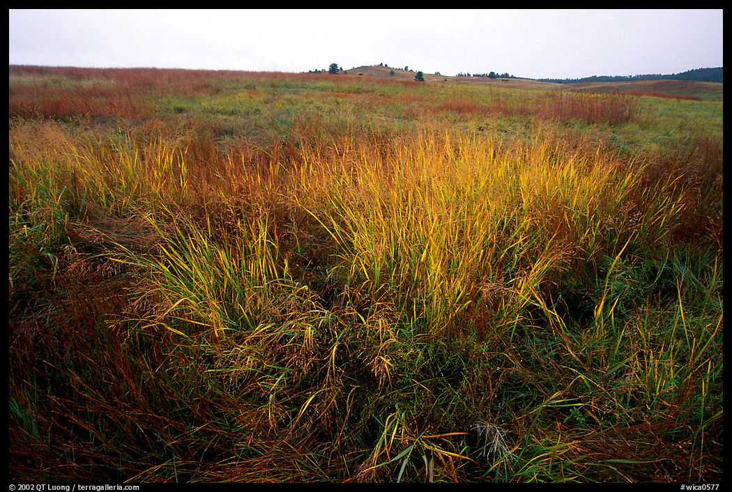 Tall grass prairie in fall. Wind Cave  National Park, South Dakota, USA.