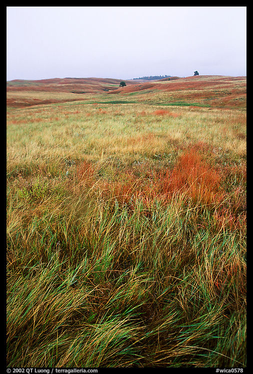 Tall grass prairie. Wind Cave  National Park, South Dakota, USA.