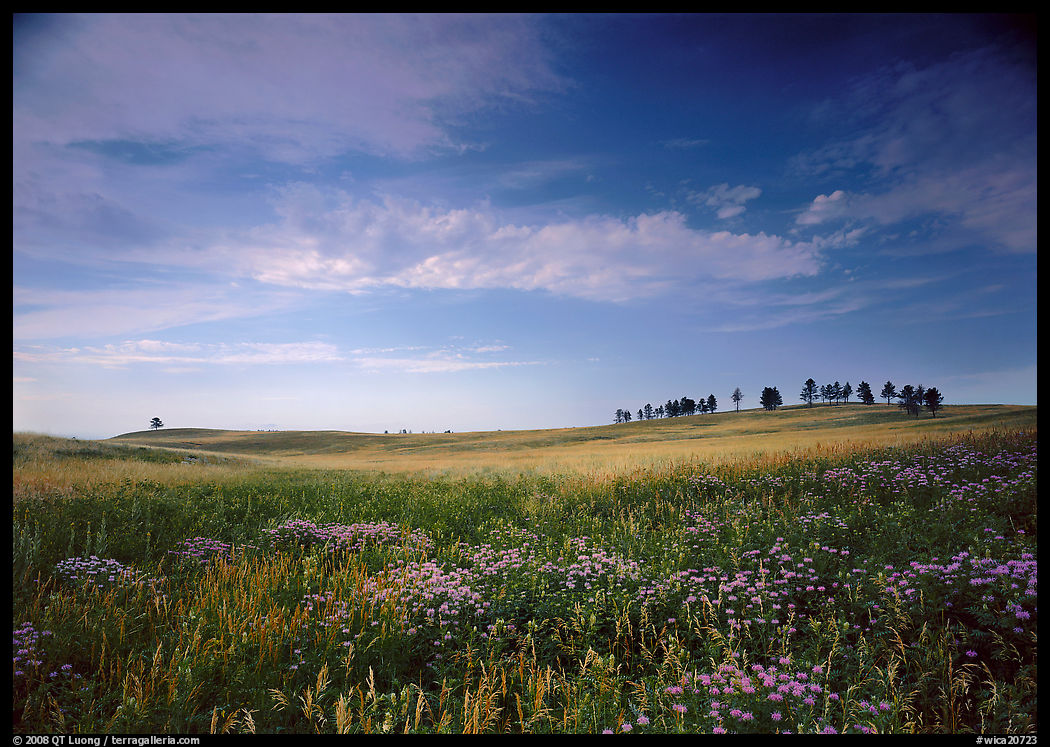 Wildflowers and rolling hills with trees on crest. Wind Cave  National Park, South Dakota, USA.