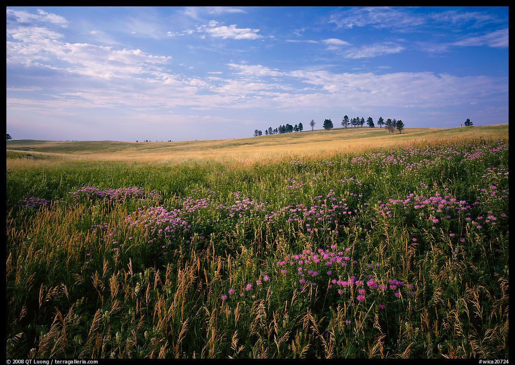 Beebalm flowers, trees on skyline, morning. Wind Cave  National Park, South Dakota, USA.