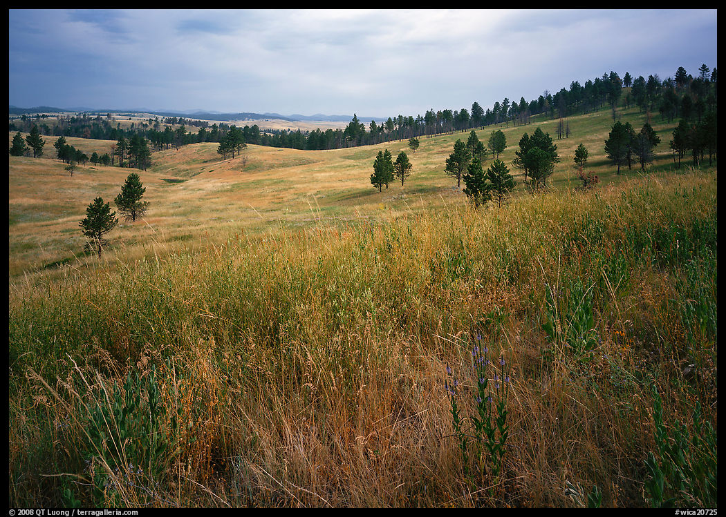 Grasses and rolling hills with pine trees. Wind Cave  National Park, South Dakota, USA.