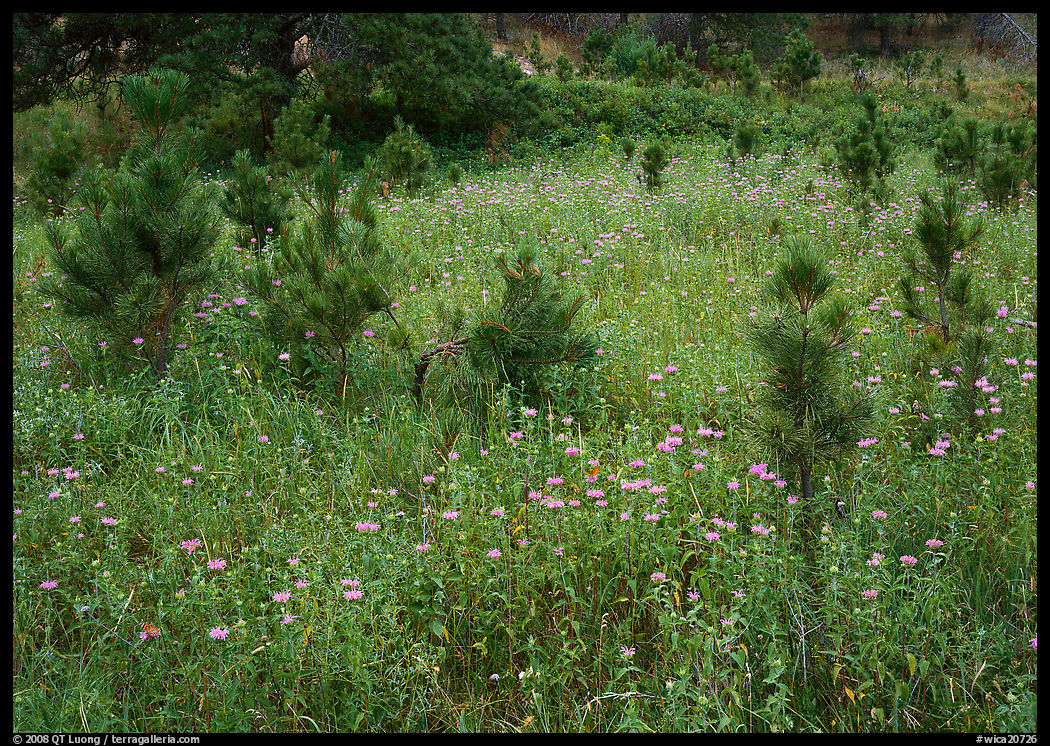 Purple Horsemint flowers and young ponderosa pines. Wind Cave  National Park, South Dakota, USA.