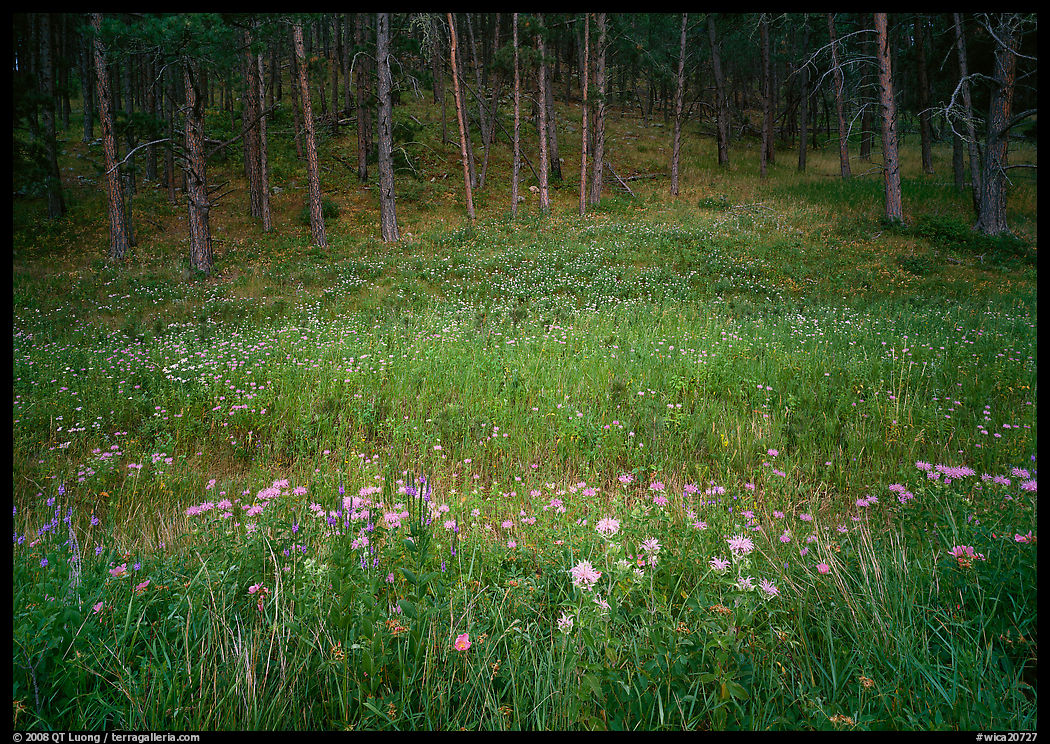 Flowers on meadow and hill covered with pine forest. Wind Cave  National Park, South Dakota, USA.