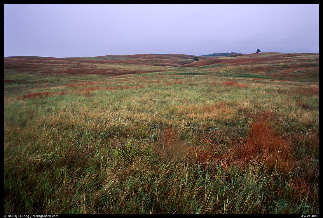 Tallgrass prairie. Wind Cave  National Park, South Dakota, USA.