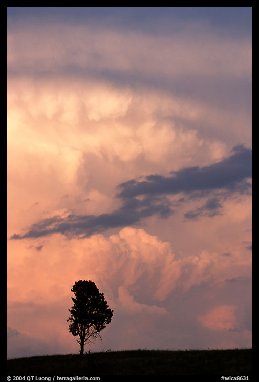 Lone tree and storm cloud, sunset. Wind Cave  National Park, South Dakota, USA.