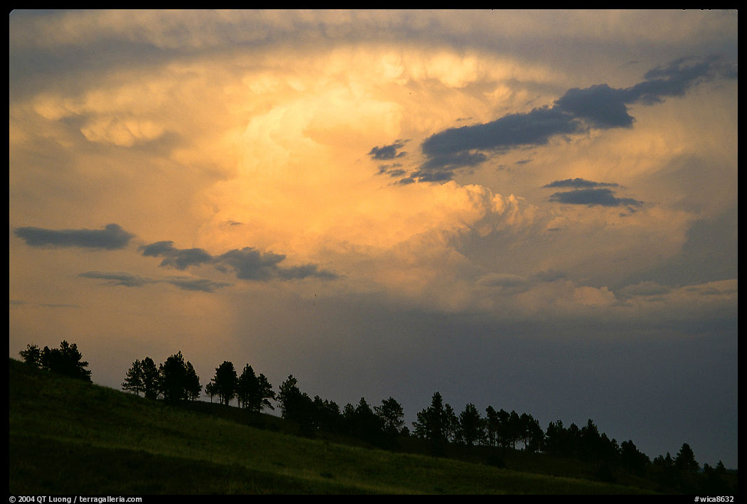 Row of trees under a storm cloud at sunset. Wind Cave  National Park