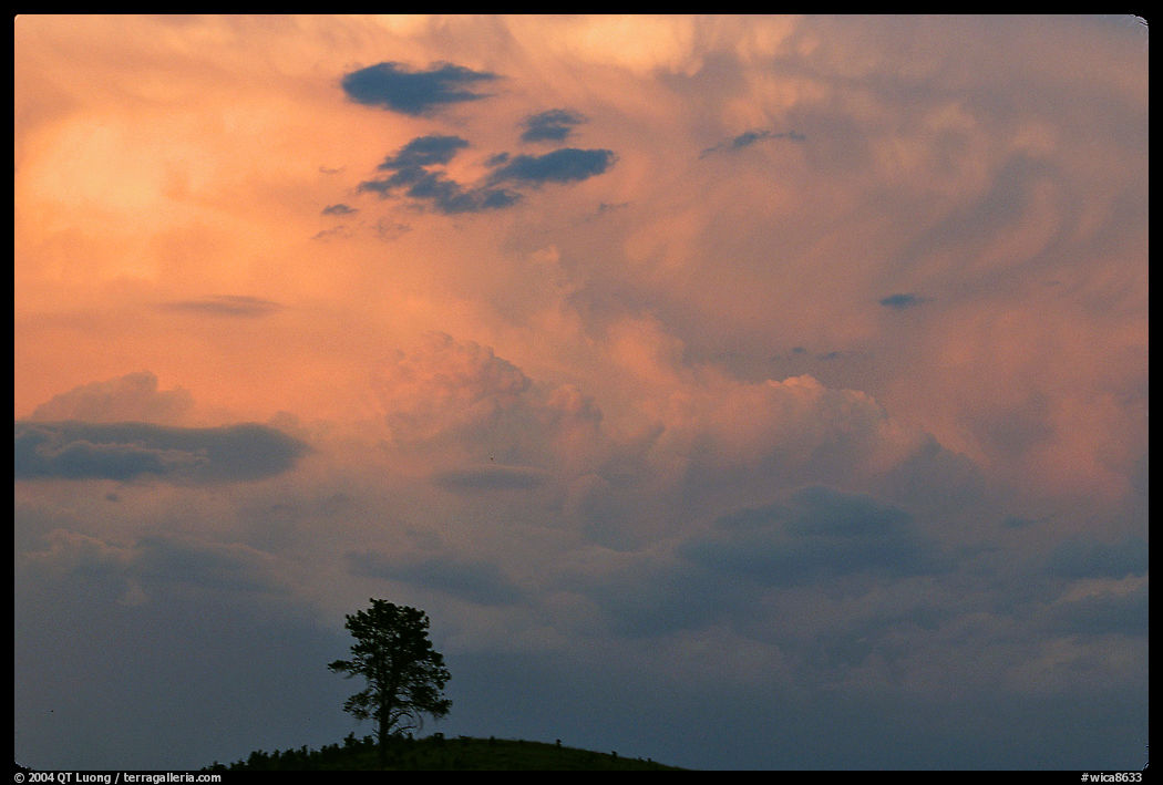 Ponderosa pine on hill and pink storm cloud, sunset. Wind Cave  National Park, South Dakota, USA.