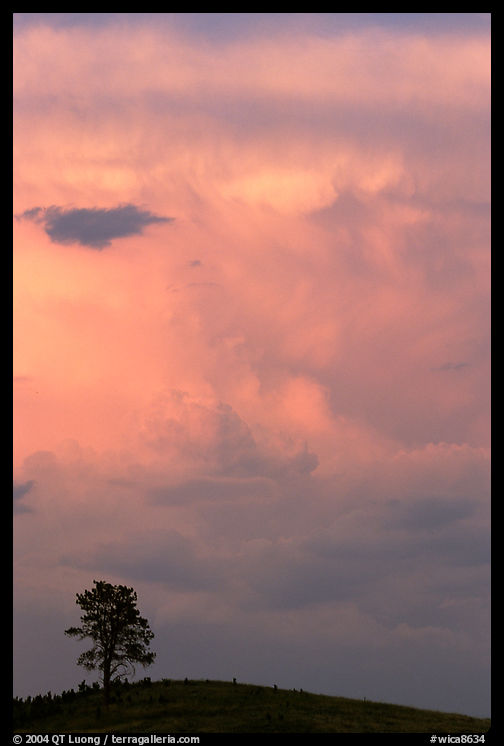 Tree on Hill and storm cloud, sunset. Wind Cave  National Park, South Dakota, USA.