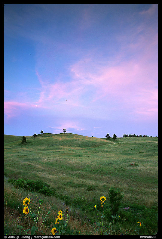 Sunflowers, hills, sunset. Wind Cave  National Park, South Dakota, USA.