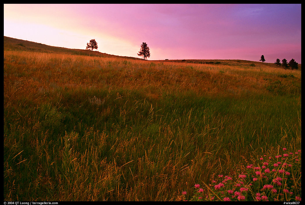 Tall grass and hills at Bison Flats, sunrise. Wind Cave  National Park, South Dakota, USA.