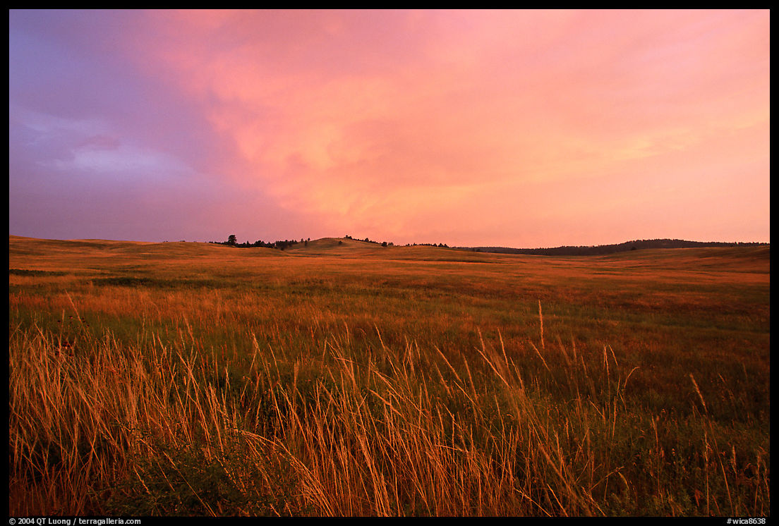 Tall grasses and pink cloud, sunrise. Wind Cave  National Park, South Dakota, USA.