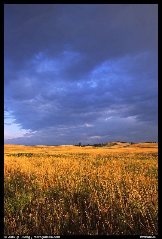 Prairie with tall grasses and dark sky, early morning. Wind Cave  National Park, South Dakota, USA.