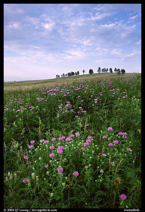 Wild Bergamot flowers, trees on skyline, morning. Wind Cave  National Park, South Dakota, USA.