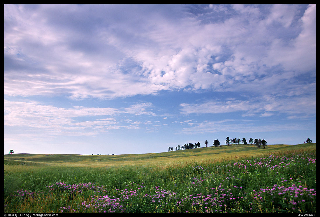 Trees on hillside and clouds, morning. Wind Cave  National Park, South Dakota, USA.
