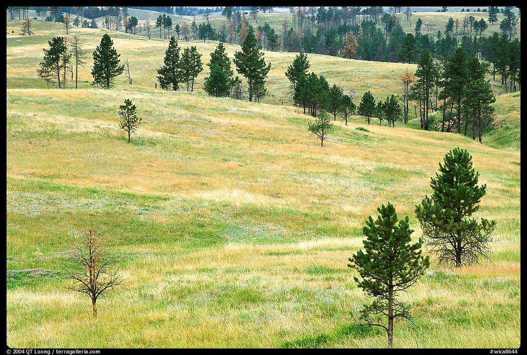 Ponderosa pines on rolling hills. Wind Cave  National Park, South Dakota, USA.