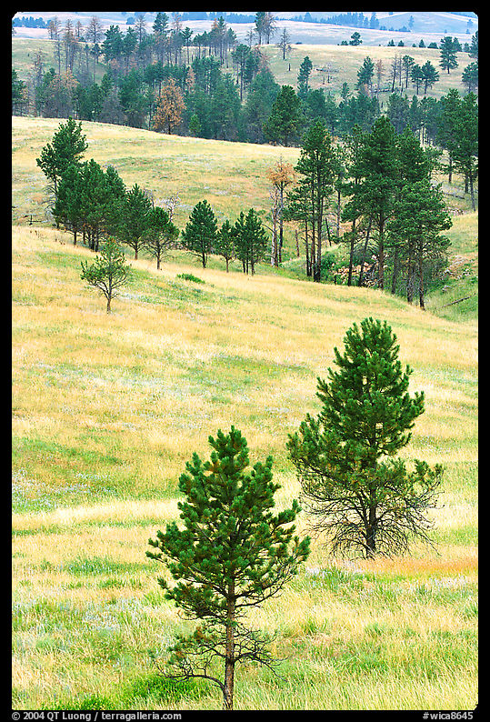 Rolling hills with ponderosa pines. Wind Cave  National Park, South Dakota, USA.