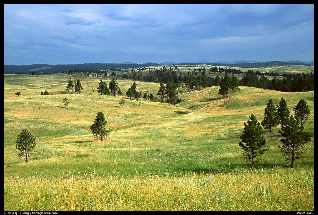 Ponderosa pines and rolling hills near Gobbler Pass. Wind Cave  National Park, South Dakota, USA.