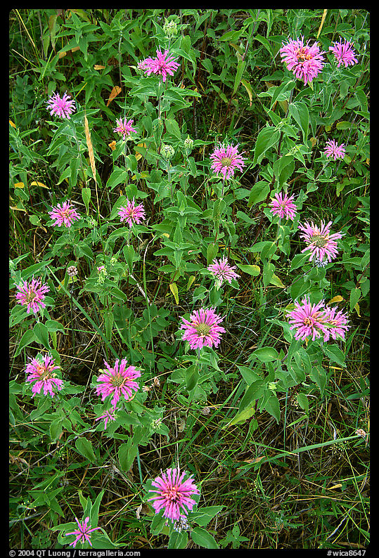 Wild Bergamots (Monarda fistulosa, Lamiaceae). Wind Cave  National Park, South Dakota, USA.