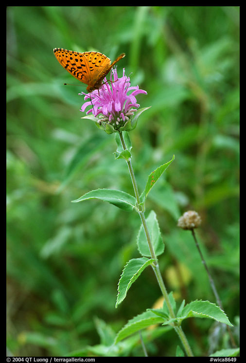 Butterfly on horsemint flower (Monarda fistulosa, Lamiaceae). Wind Cave  National Park, South Dakota, USA.