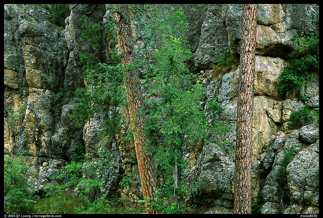 Limestone cliff. Wind Cave  National Park
