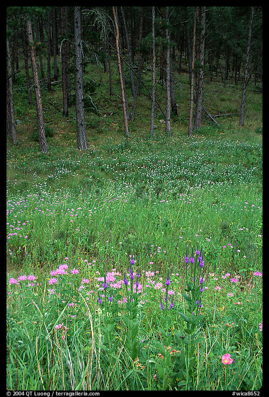 Flowers on meadow and hill covered with pine forest. Wind Cave  National Park