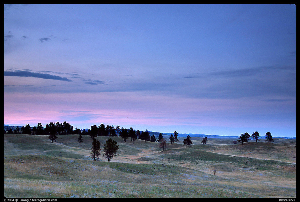 Rolling hills covered with scattered pines, dusk. Wind Cave  National Park, South Dakota, USA.