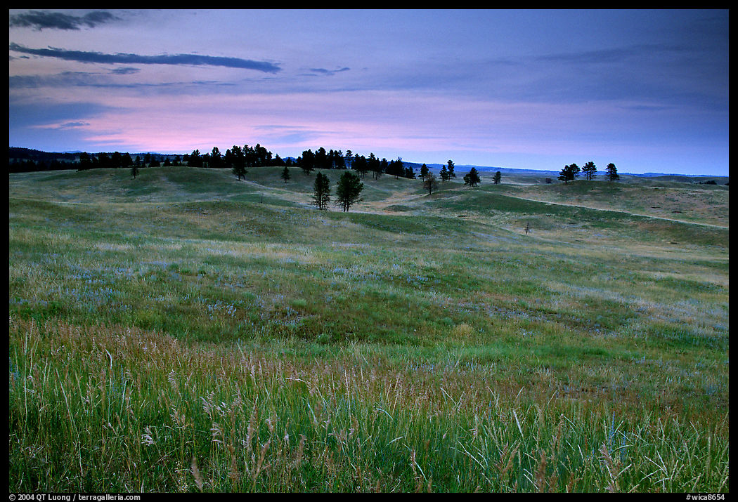 Rolling hills covered with grasses and scattered pines, dusk. Wind Cave  National Park, South Dakota, USA.