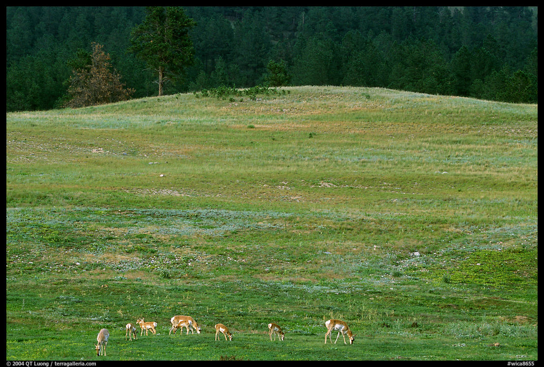 Pronghorn Antelope and hill. Wind Cave  National Park, South Dakota, USA.