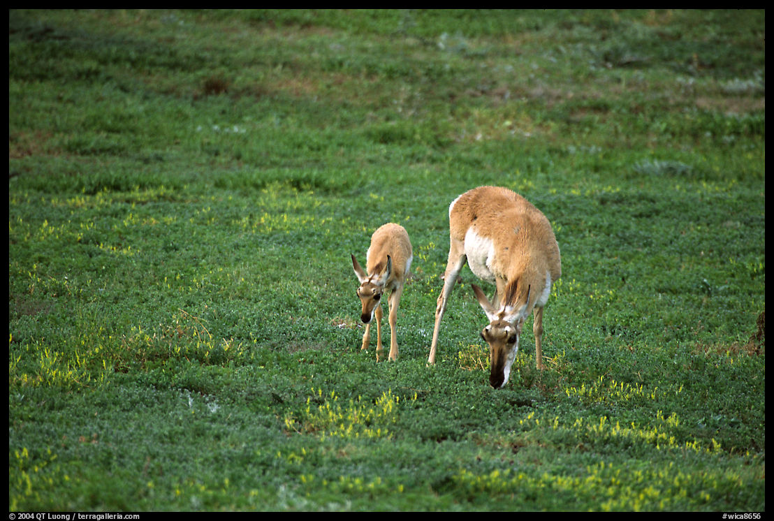 Pronghorn Antelope cow and calf. Wind Cave  National Park, South Dakota, USA.