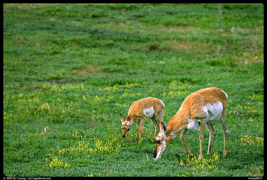 Pronghorn Antelope cow and calf in the prairie. Wind Cave  National Park, South Dakota, USA.