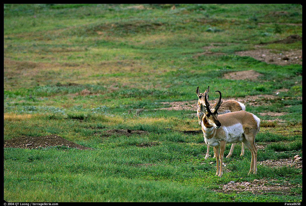 Pronghorn Antelope bull and cow. Wind Cave  National Park, South Dakota, USA.