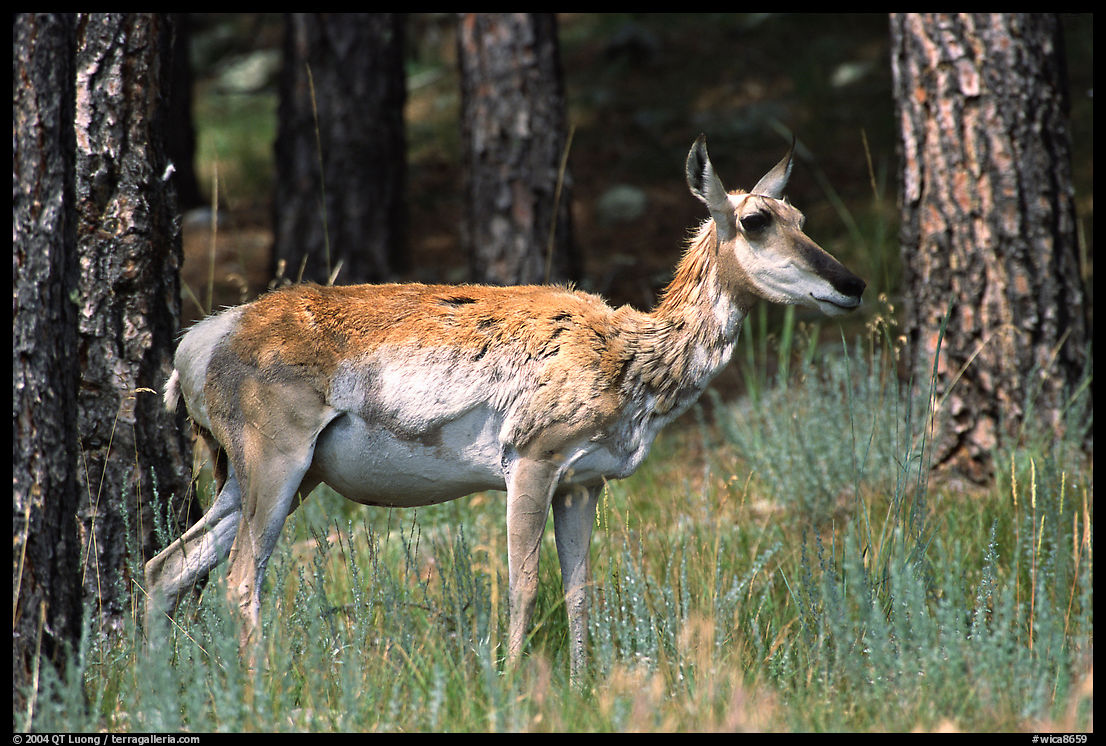 Pronghorn Antelope in pine forest. Wind Cave  National Park, South Dakota, USA.