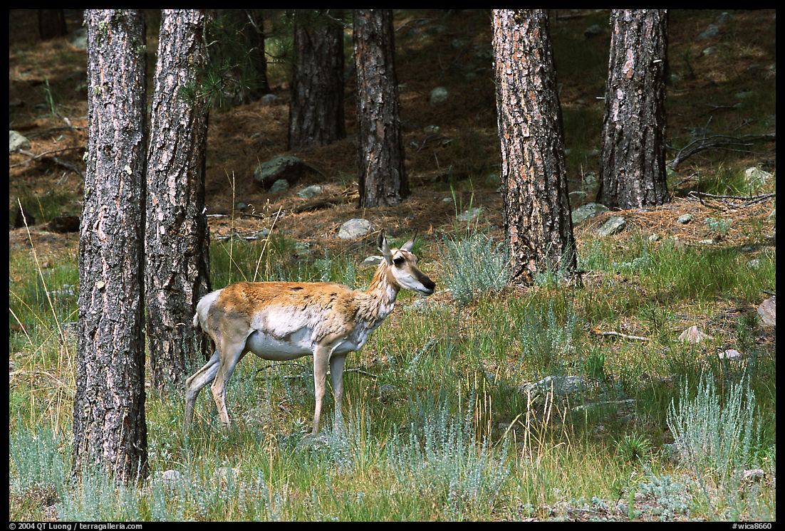 Pronghorn Antelope in pine forest. Wind Cave  National Park, South Dakota, USA.