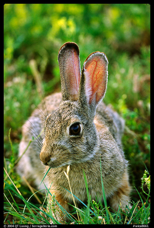 Cottontail rabbit. Wind Cave  National Park