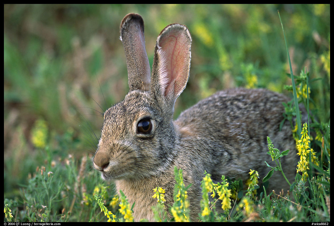 Cottontail rabbit. Wind Cave  National Park, South Dakota, USA.