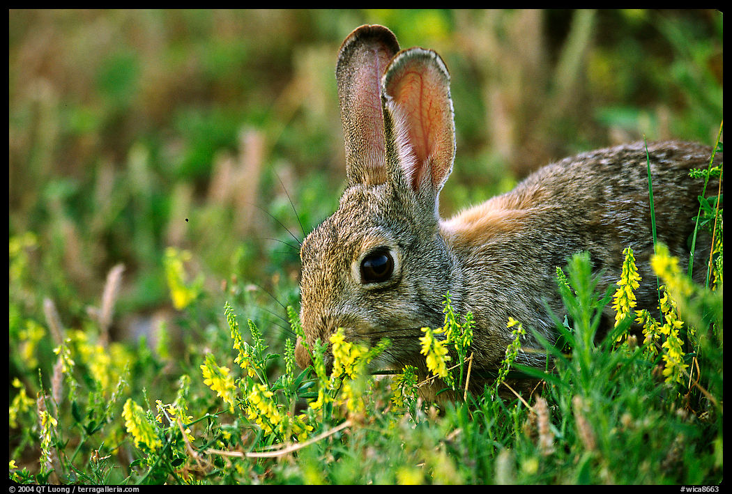 Rabbit and wildflowers. Wind Cave  National Park, South Dakota, USA.
