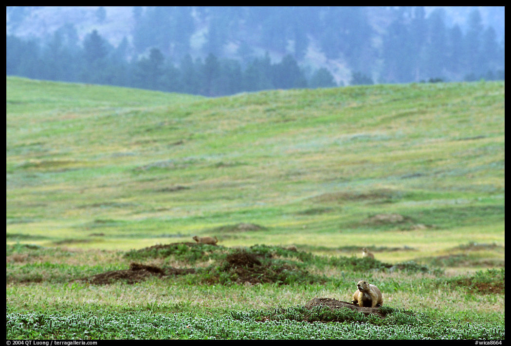 Prairie Dog town. Wind Cave  National Park