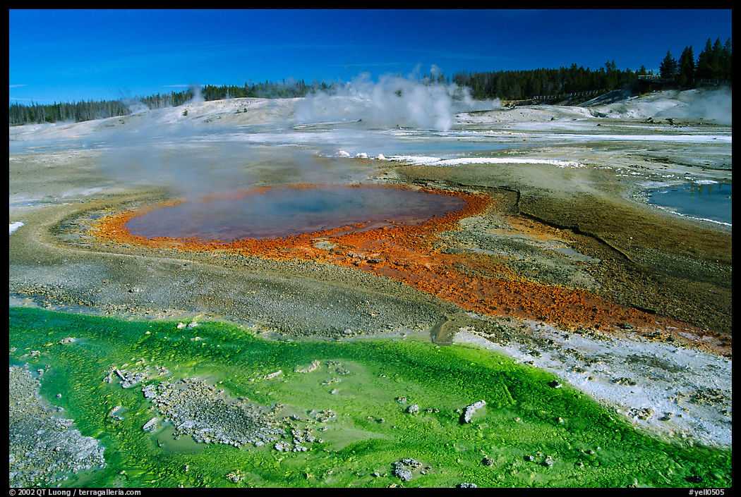 Green and red algaes in Norris geyser basin. Yellowstone National Park