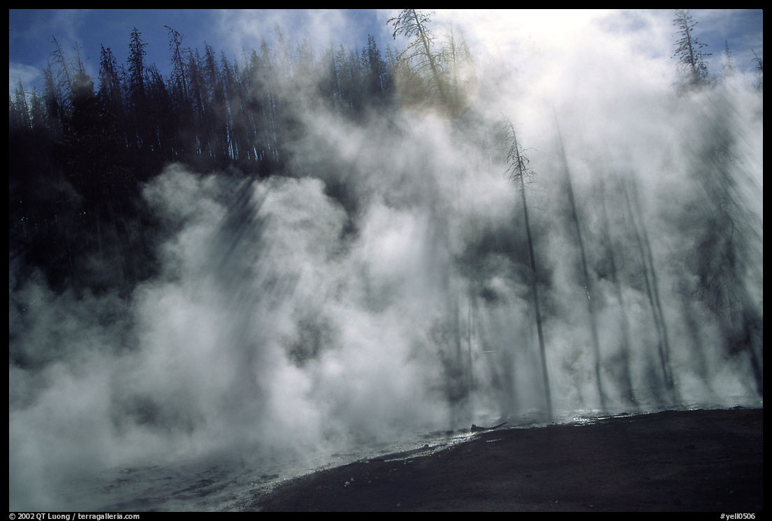 Trees shadowed in thermal steam, Upper geyser basin. Yellowstone National Park, Wyoming, USA.